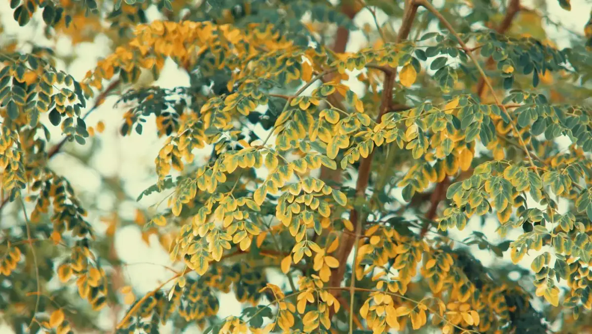 Ramas de moringa con hojas pequeñas verdes y amarillas vistas desde abajo contra la luz, imagen para la guía de la moringa
